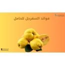 فوائد السفرجل للحامل 