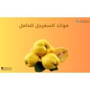 فوائد السفرجل للحامل 