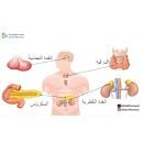 الغدد الصماء