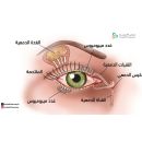  الغدد الدمعية