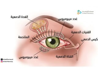  الغدد الدمعية