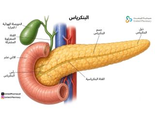 غدة البنكرياس