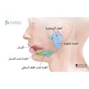 الغدد اللعابية