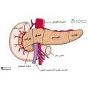 ما هو البنكرياس؟