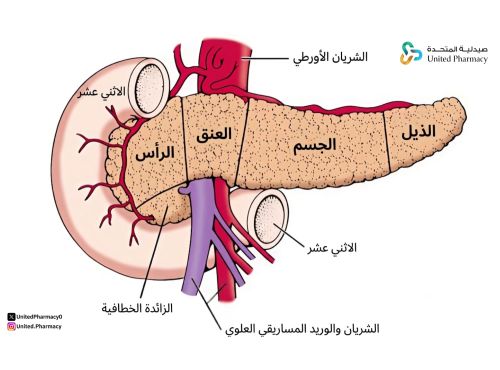ما هو البنكرياس؟