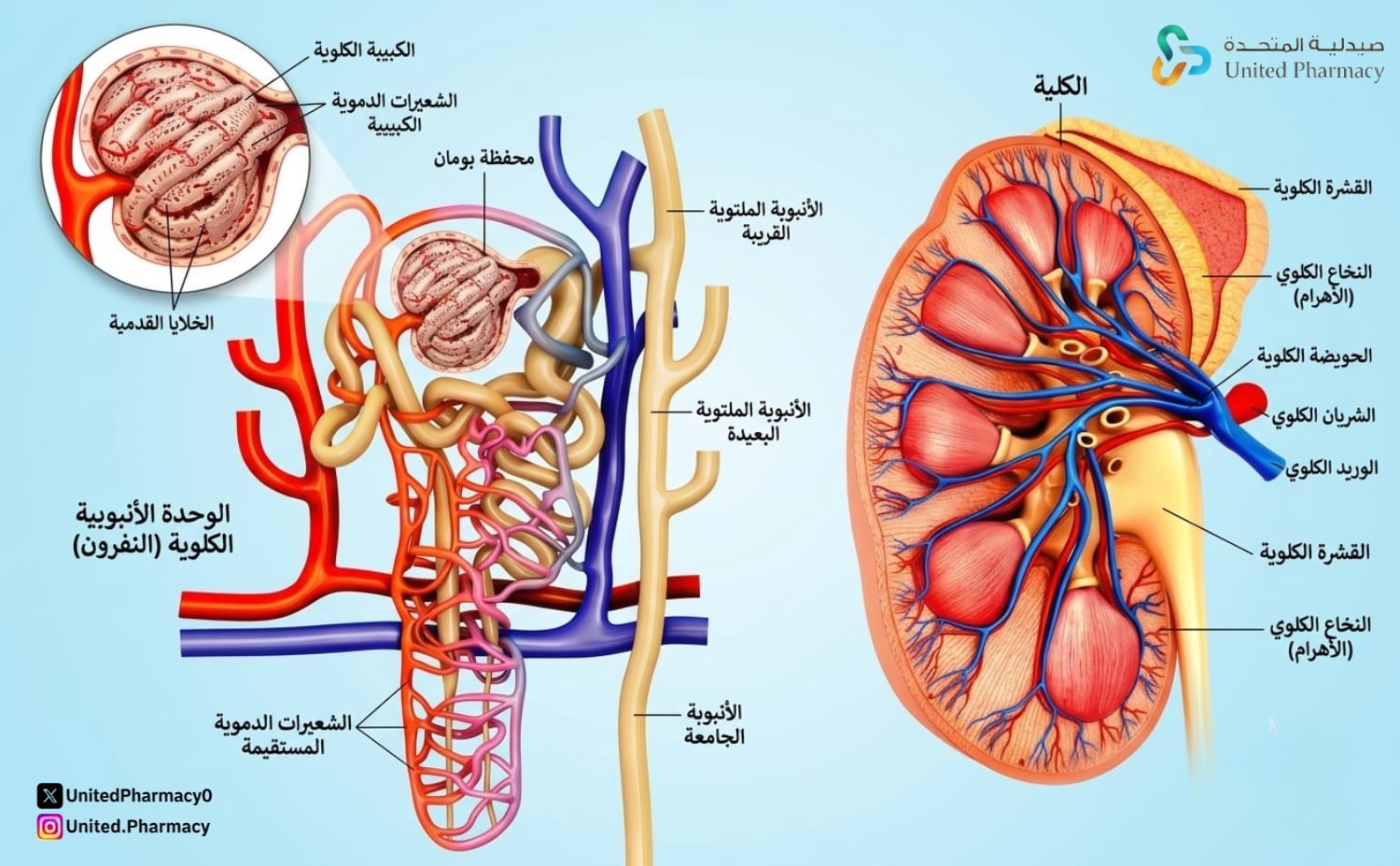 اعراض تضخم الكلى