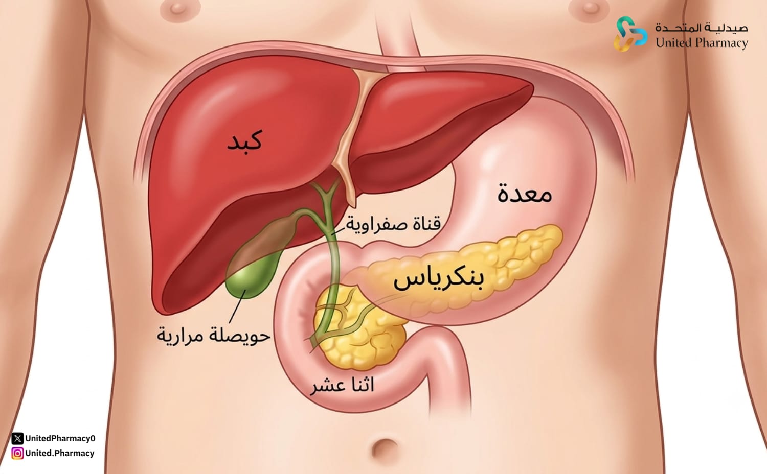 البنكرياس أين يقع