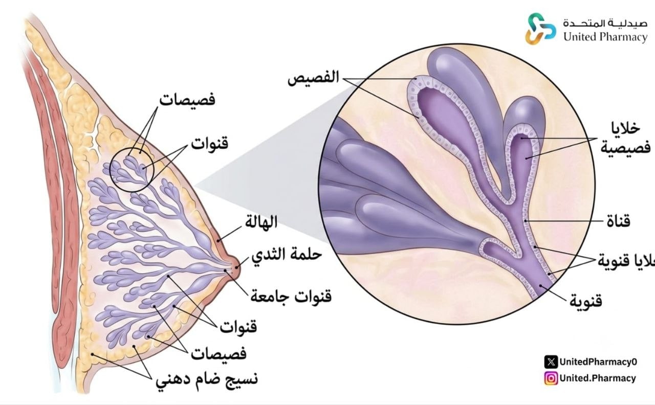  وظيفة الغدد اللبنية