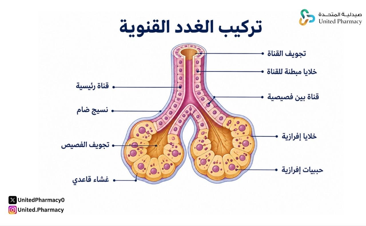 تركيب الغدد القنوية