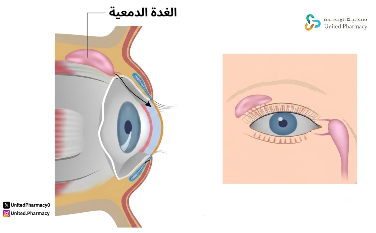 الغدة الدمعية في العين