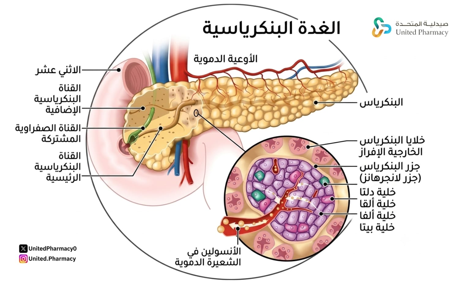 وظيفة غدة البنكرياس